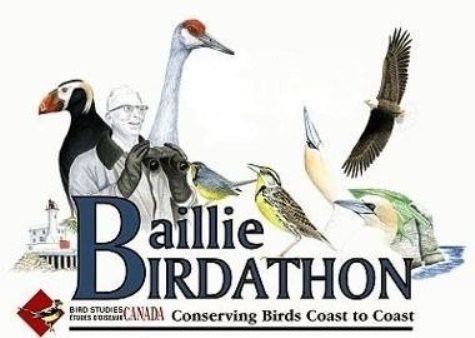 Baillie Birdathon Logo